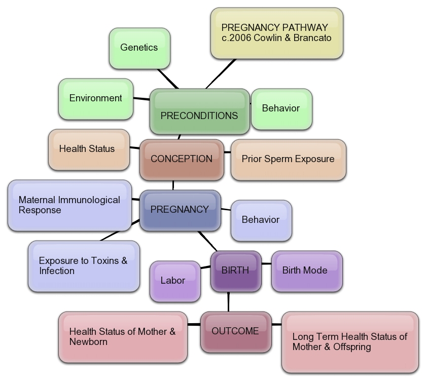 So far, the blog has covered through Pregnancy; next Birth (purple)